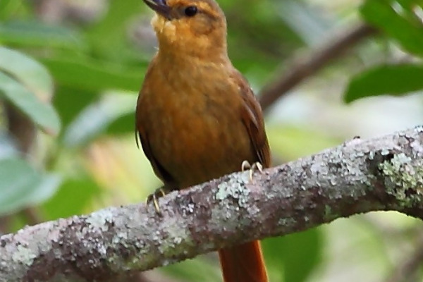 White-bellied Antpitta