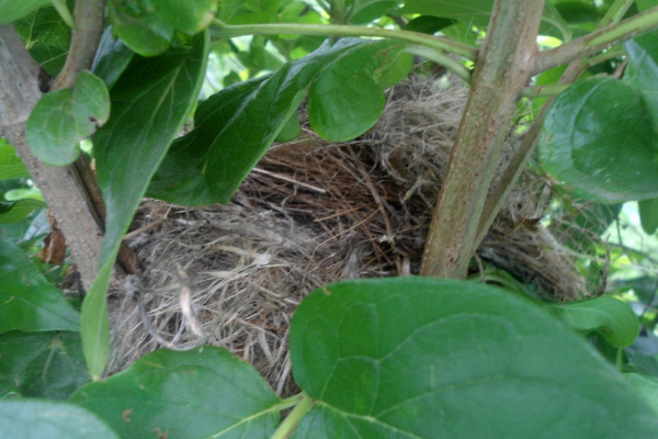 White-bellied Blue Flycatcher