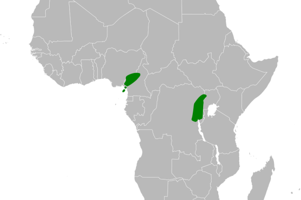 White-bellied Blue Flycatcher