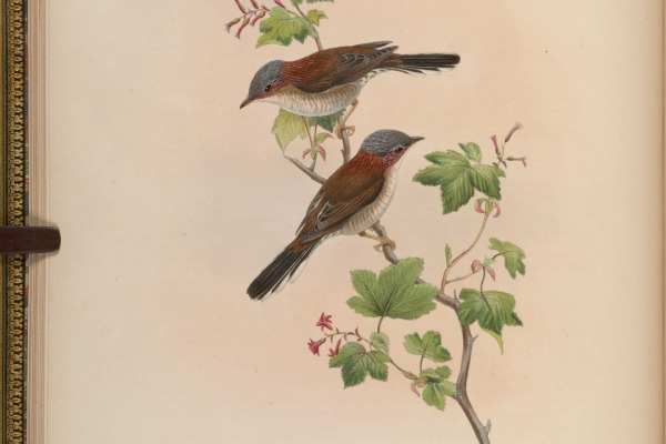 White-bellied Bustard