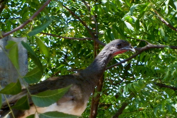 White-bellied Chachalaca