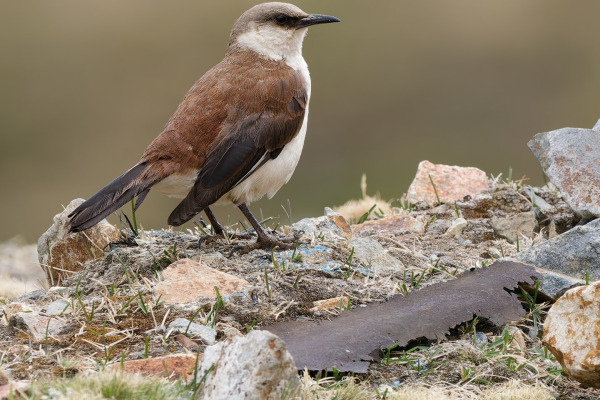 White-bellied Cinclodes