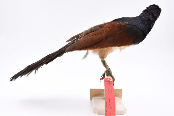 White-bellied Coucal