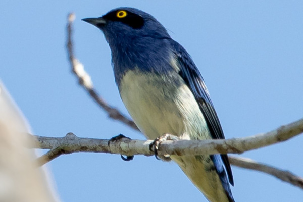 White-bellied Dacnis