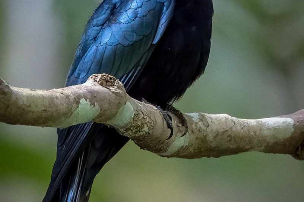 White-bellied Drongo