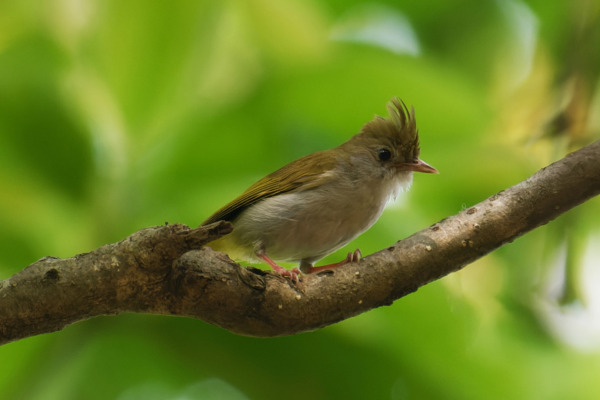 White-bellied Erpornis