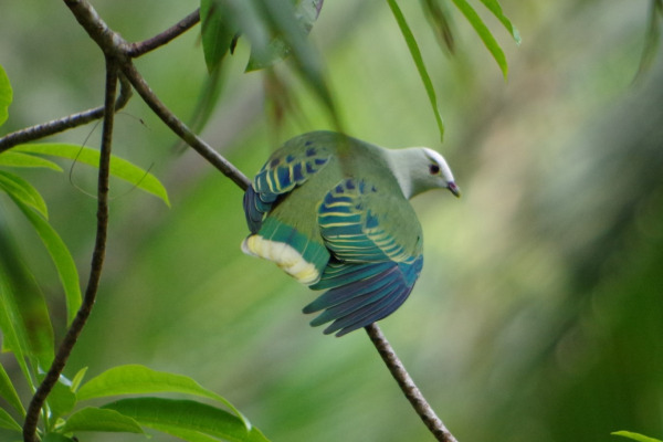 White-bellied Fruit Dove