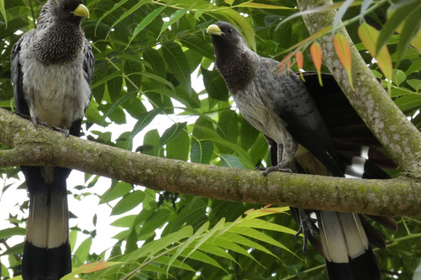 White-bellied go-away bird