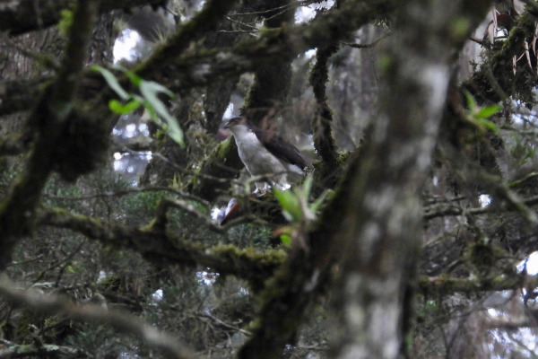 White-bellied Goshawk