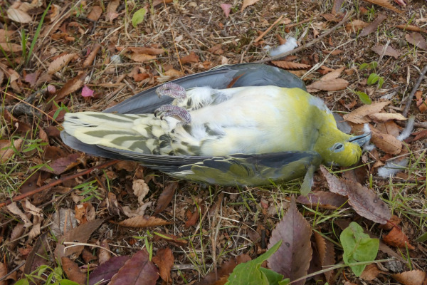 White-bellied Green Pigeon
