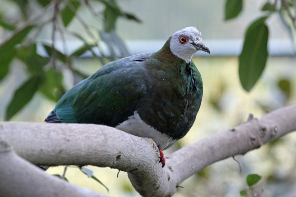 White-bellied Imperial Pigeon