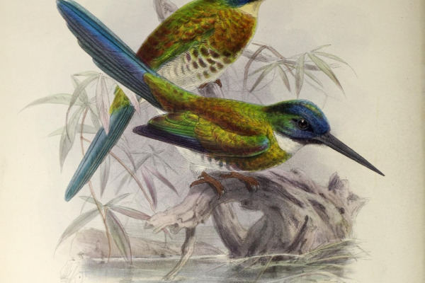 White-bellied Jacamar