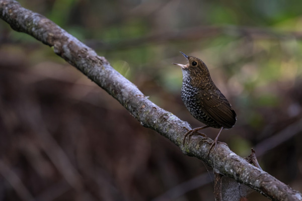 White-bellied Minivet
