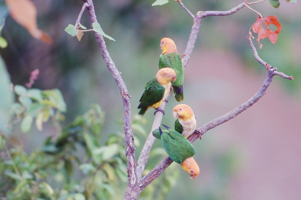 White-bellied parrot