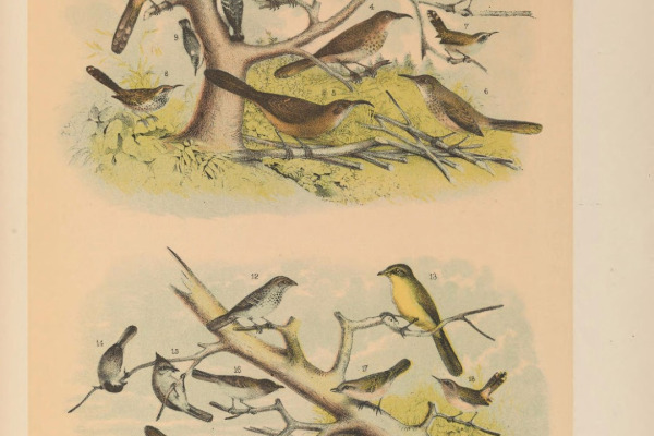 White-bellied Pygmy-Owl