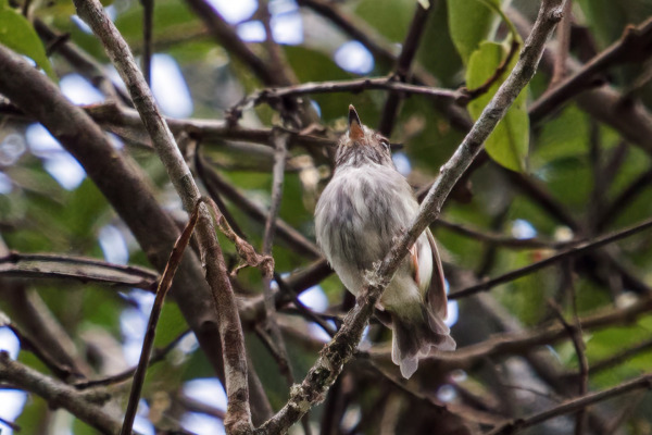 White-bellied Pygmy-Tyrant