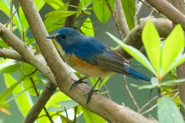White-bellied Redstart