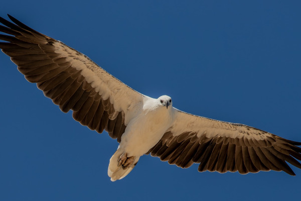 White-bellied Sea Eagle