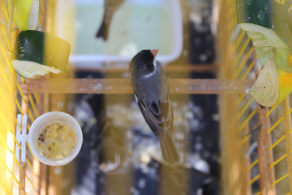 White-bellied Seedeater