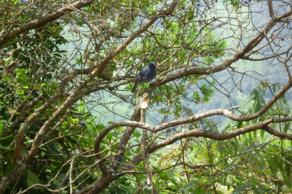 White-bellied Shortwing