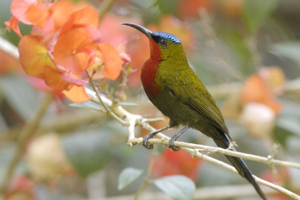 White-bellied Sunbird