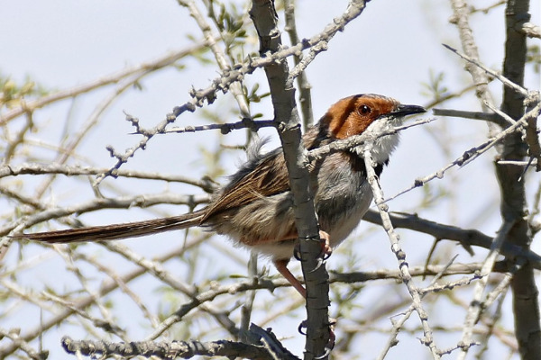 White-bellied Sunbird