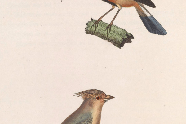 White-bellied Tanager