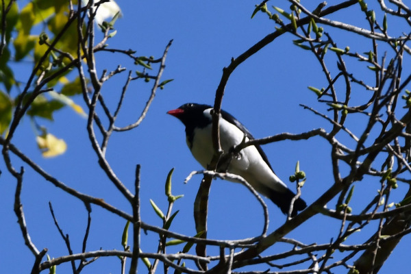 White-bellied Tanager