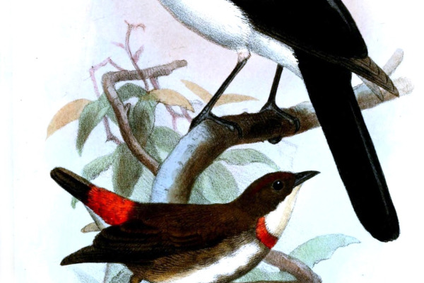 White-bellied Thicket-Fantail