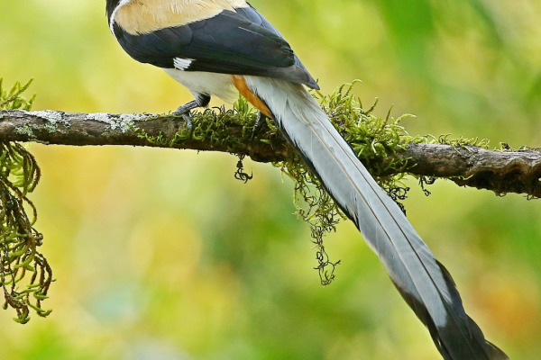 White-bellied Treepie