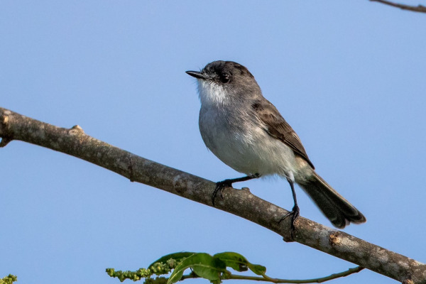 White-bellied Tyrannulet