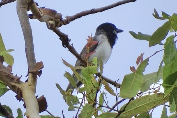 White-bellied Whistler