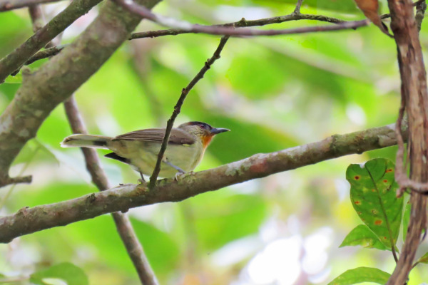 White-bellied Woodpecker