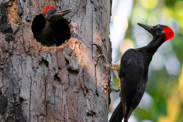 White-bellied Woodpecker