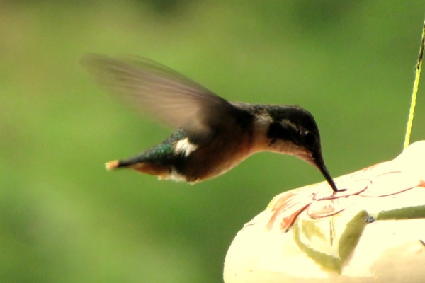 White-bellied Woodstar