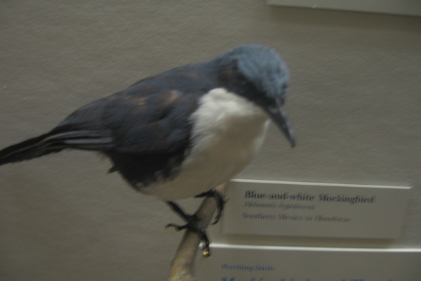 White-bellied Wren