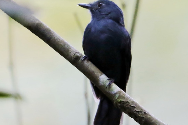 White-bibbed Antbird