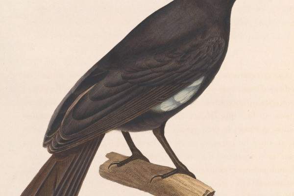 White-billed Buffalo Weaver