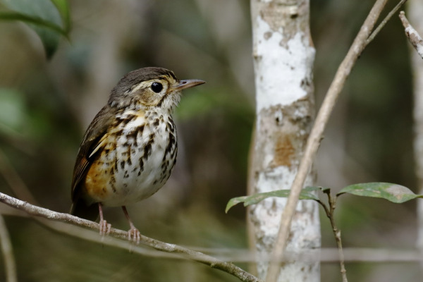 White-breasted Antbird