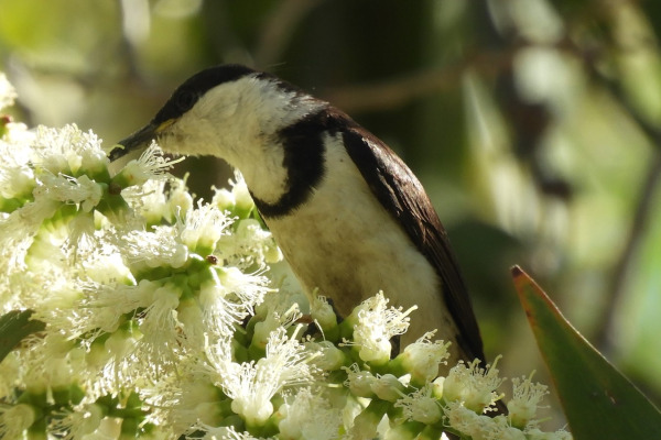 White-breasted Cuckooshrike