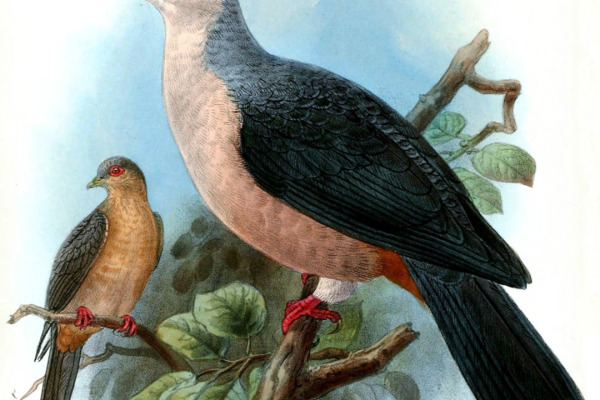 White-breasted Ground Dove