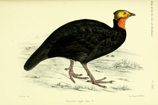 White-breasted Guineafowl