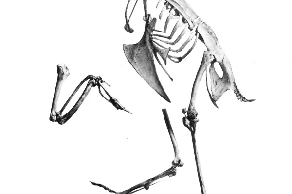 White-breasted Guineafowl