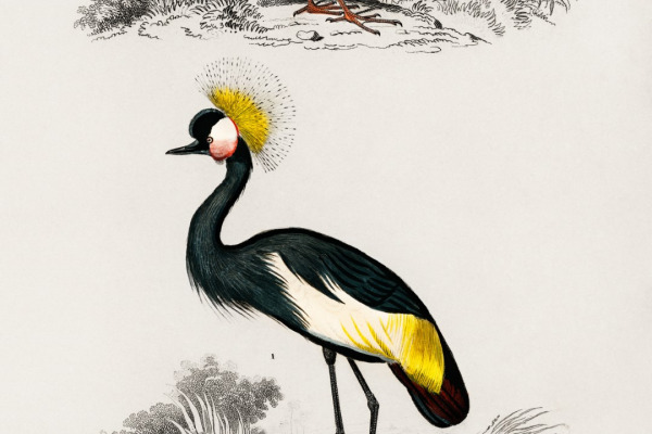 White-breasted Mesite