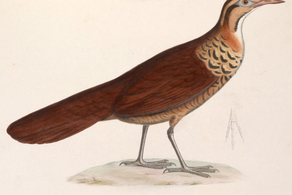 White-breasted Mesite