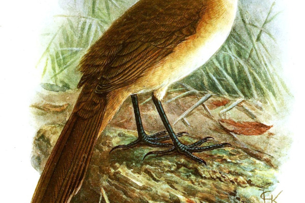 White-breasted Tapaculo