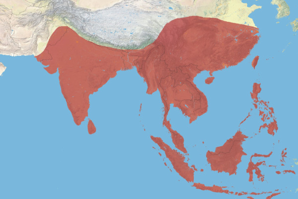 White-breasted Waterhen