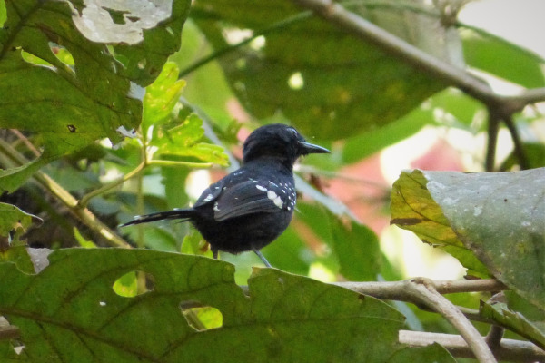 White-breasted Wood Wren