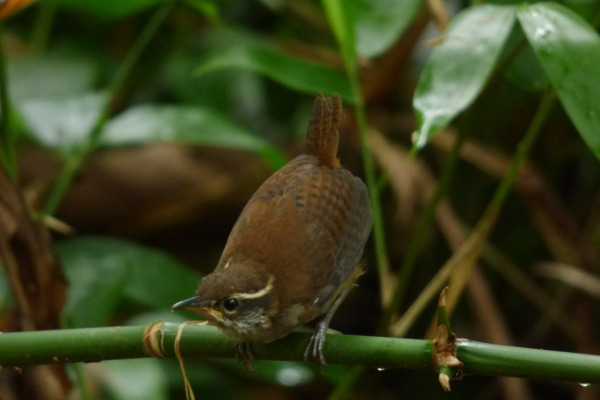 White-breasted Wood-Wren