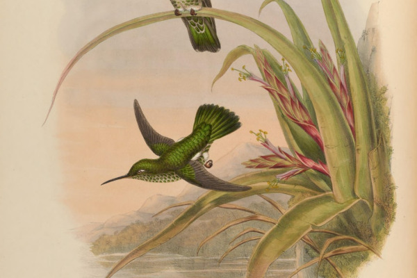 White-breasted Wood-Wren